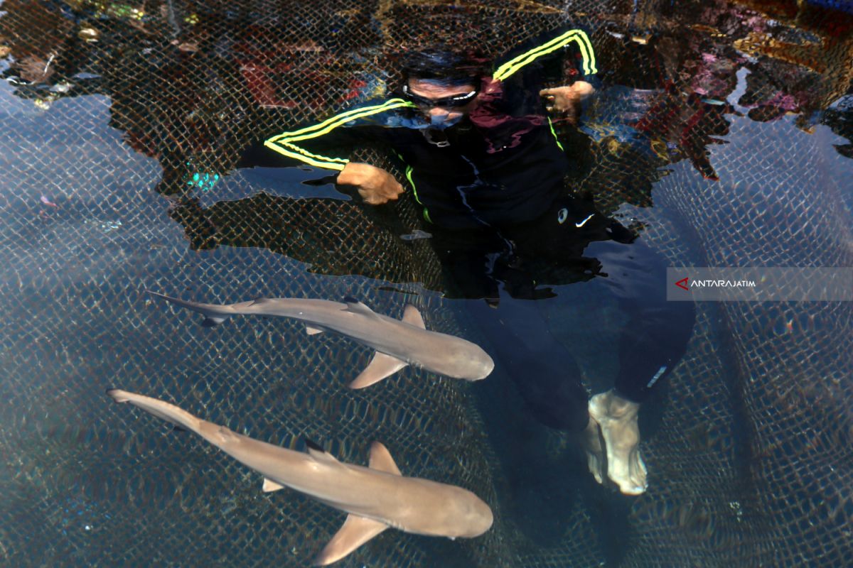 Wisata Berenang Dengan Hiu