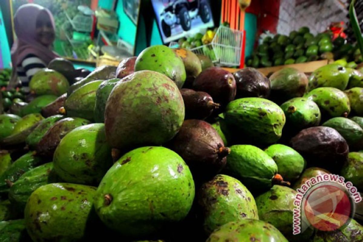 Opportunity opens for Indonesia to export avocados to Japan