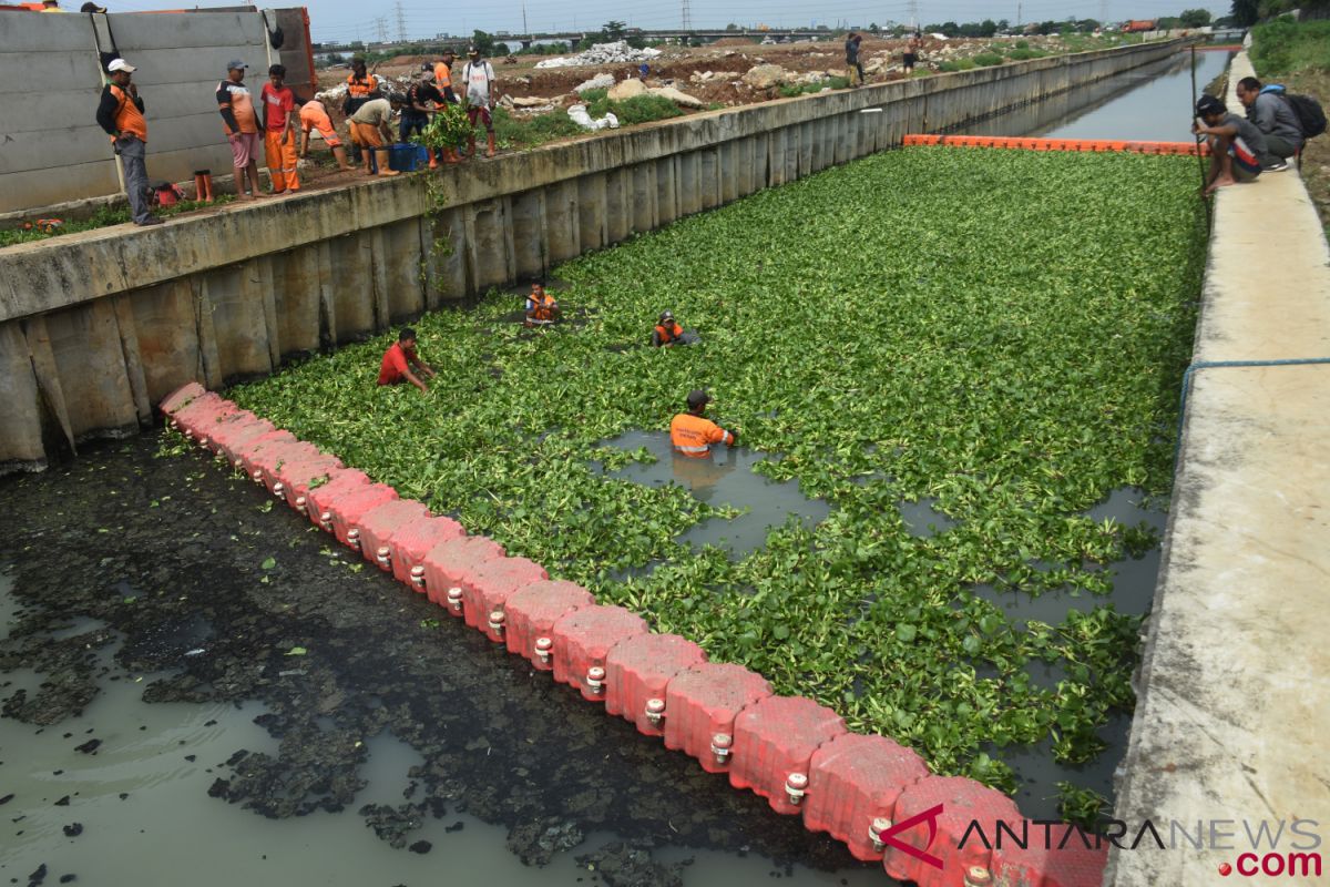 Eceng gondok di Waduk Sunter Utara