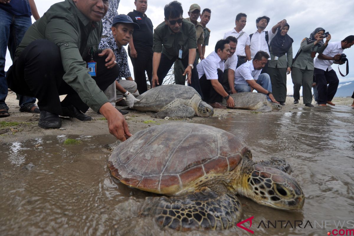 Puluhan penyu terbawa tsunami dilepasliarkan lagi