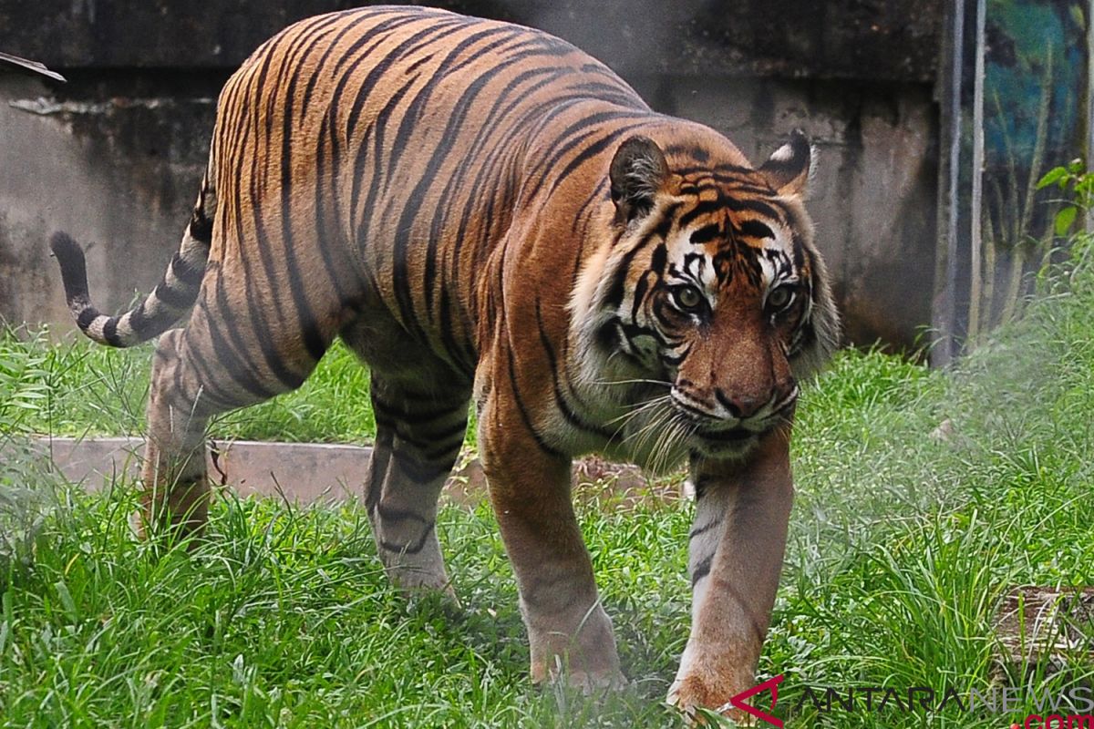 Harimau sumatera di Taman Rimba Jambi terkena radang sendi