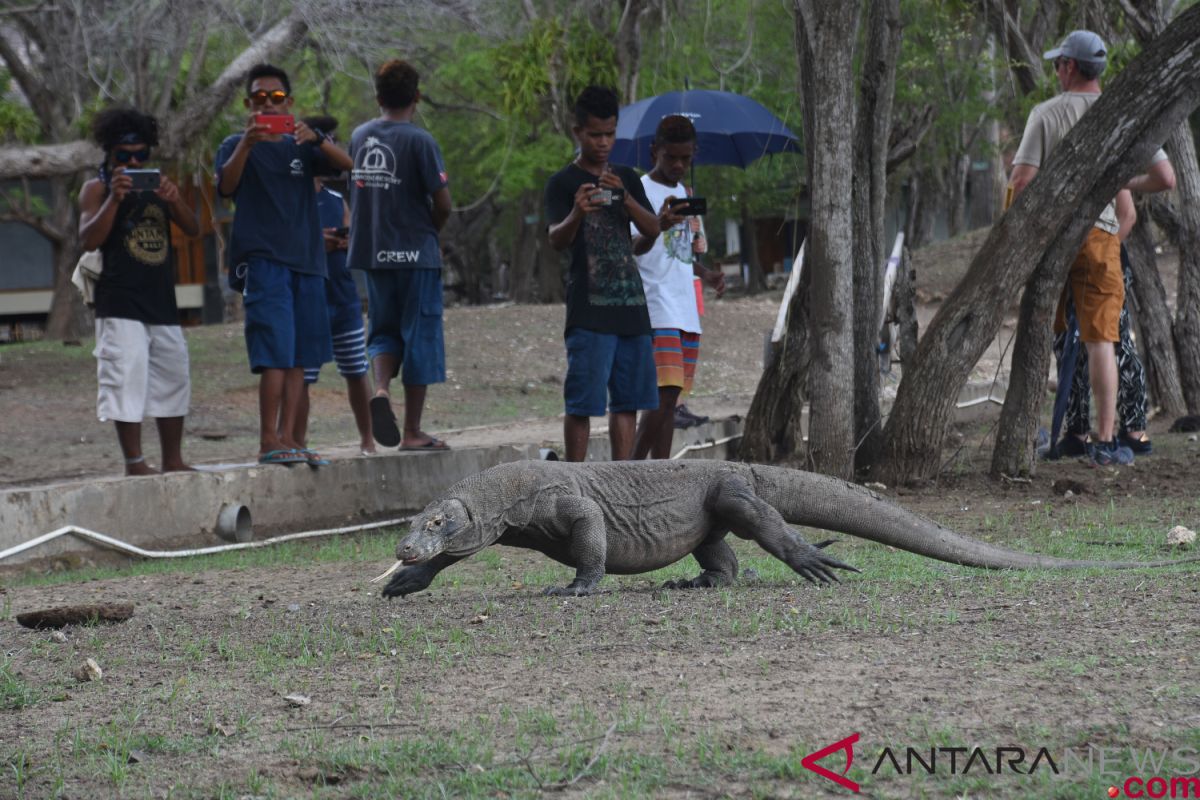 Pemda NTT berencana tutup Taman Nasional Komodo selama satu tahun