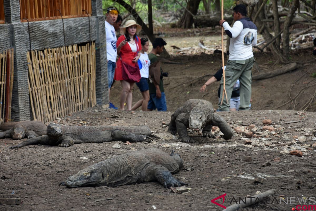 Population of Komodo dragons in national park stable