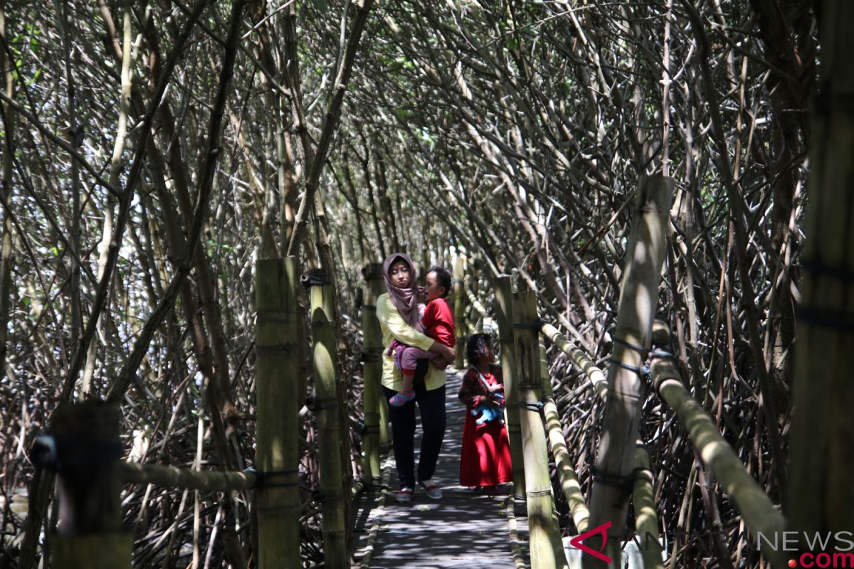 Kurau, lokasi asyik untuk edukasi mangrove