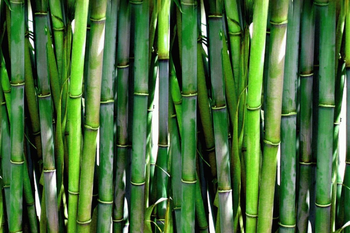 Jawa Barat ingin lestarikan kekayaan ragam bambu