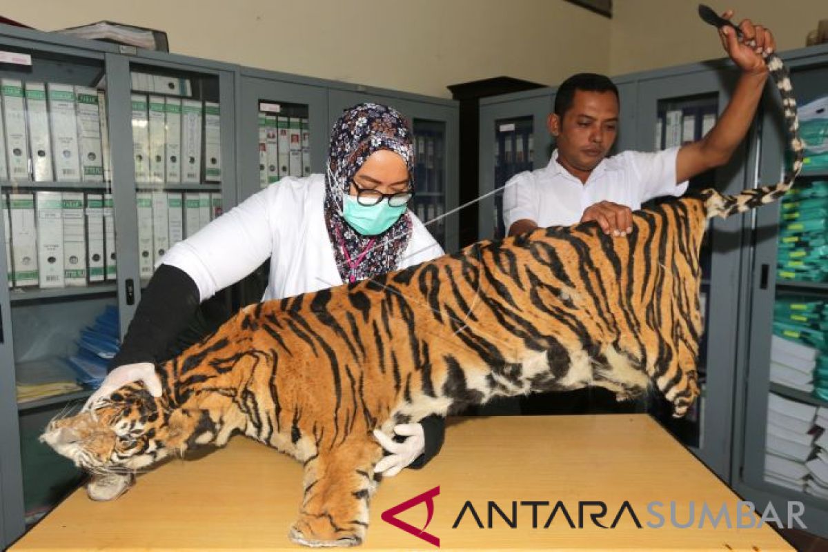 BKSDA Aceh identifikasi kulit harimau Sumatera
