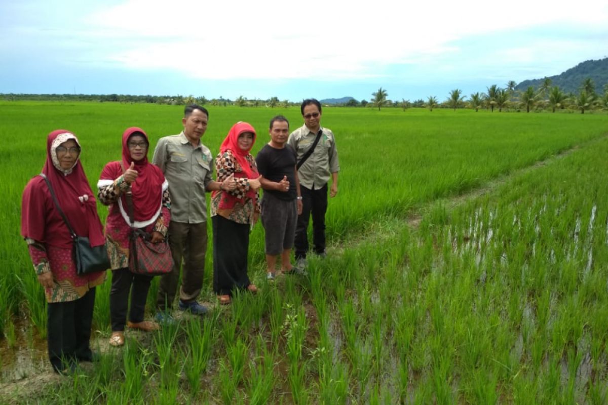 Ini hasil identifikasi lapangan Dinas Pertanian Kalbar terhadap beras Pemangkat