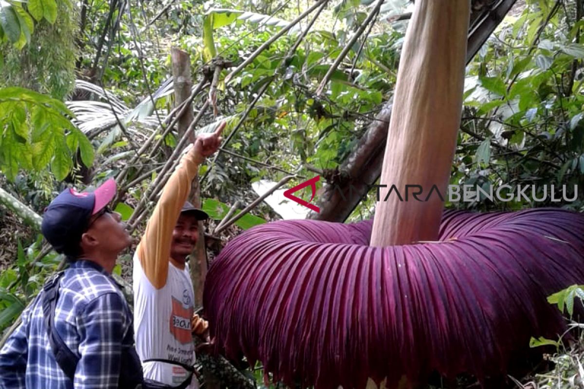 Bunga raksasa mekar di Lubuk Kembang Curup