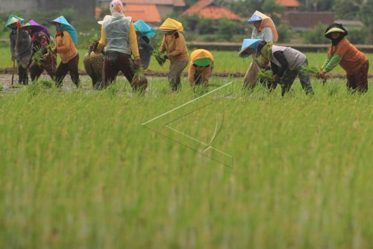 Taruna tani terbentuk di 13 kecamatan Bantul