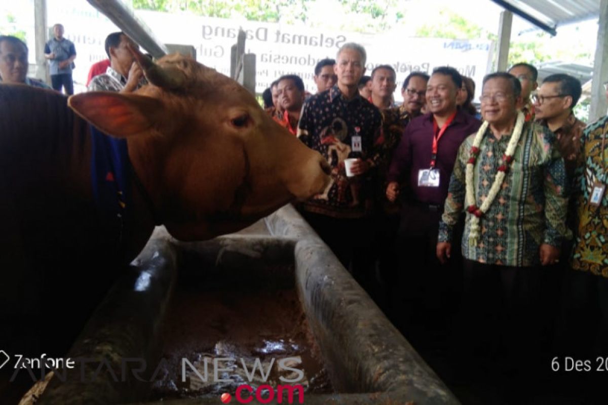 Kementan katakan fokus utama KUR peternakan untuk klaster sapi