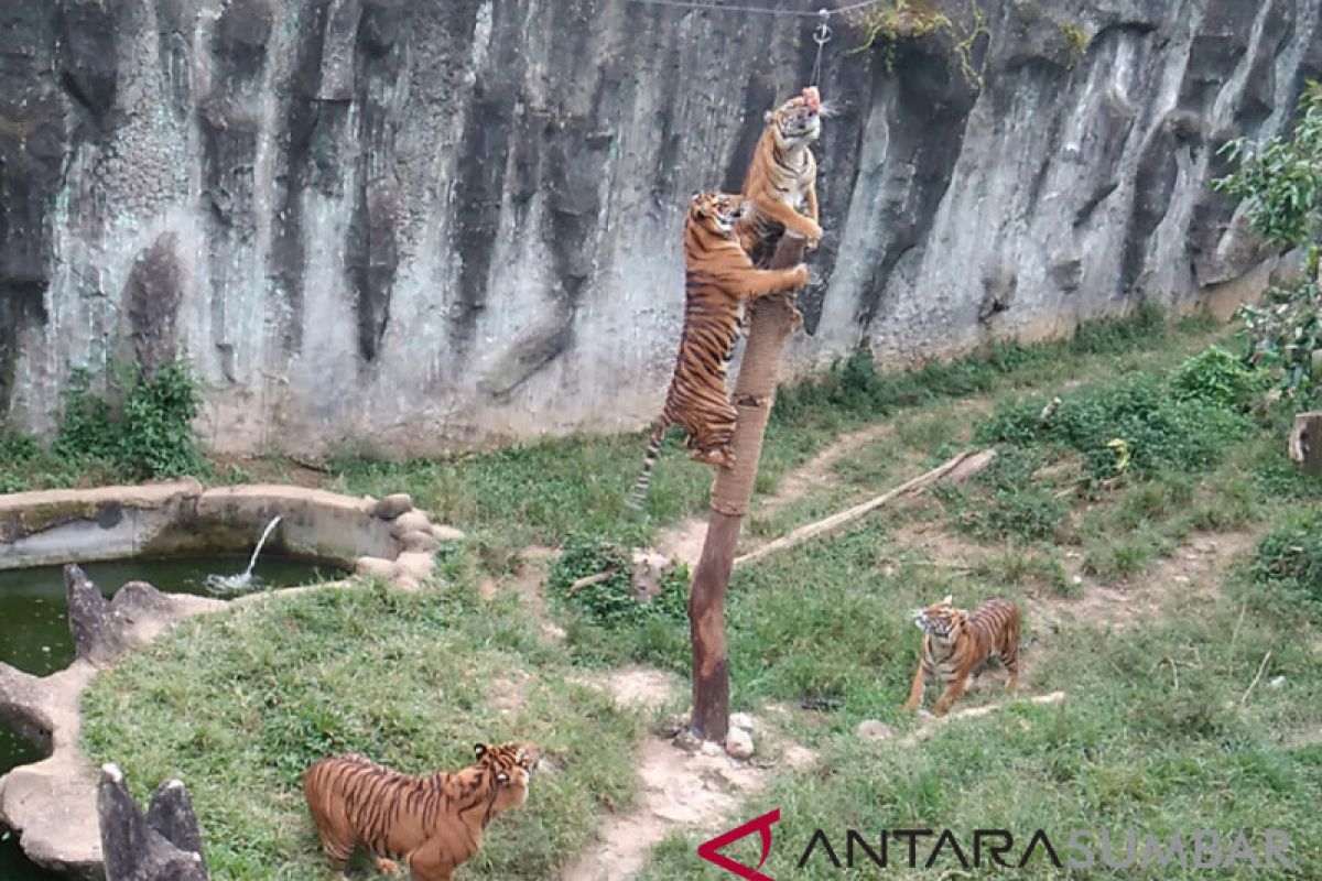 Pemberian makan harimau di TMSBK jadi tontonan menarik pengunjung