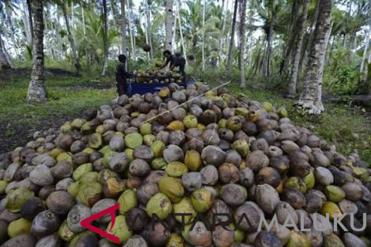 Pemprov Malut diminta hadirkan industri kelapa