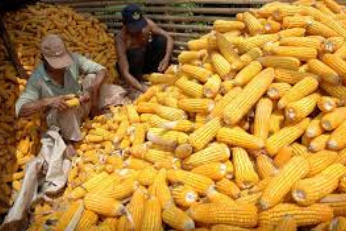 Produksi Jagung Lebak Tembus  24.368 Ton