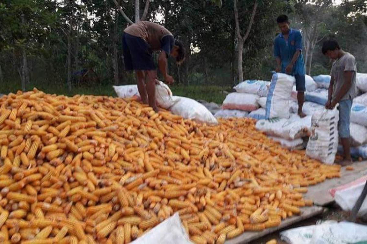 Tiga Provinsi Adopsi Cara Bertani Jagung Lebak