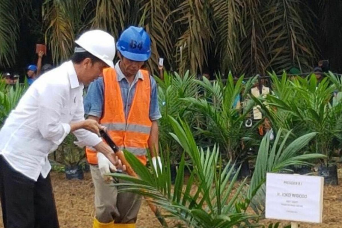 Janji Presiden Jokowi atasi persoalan industri kelapa sawit