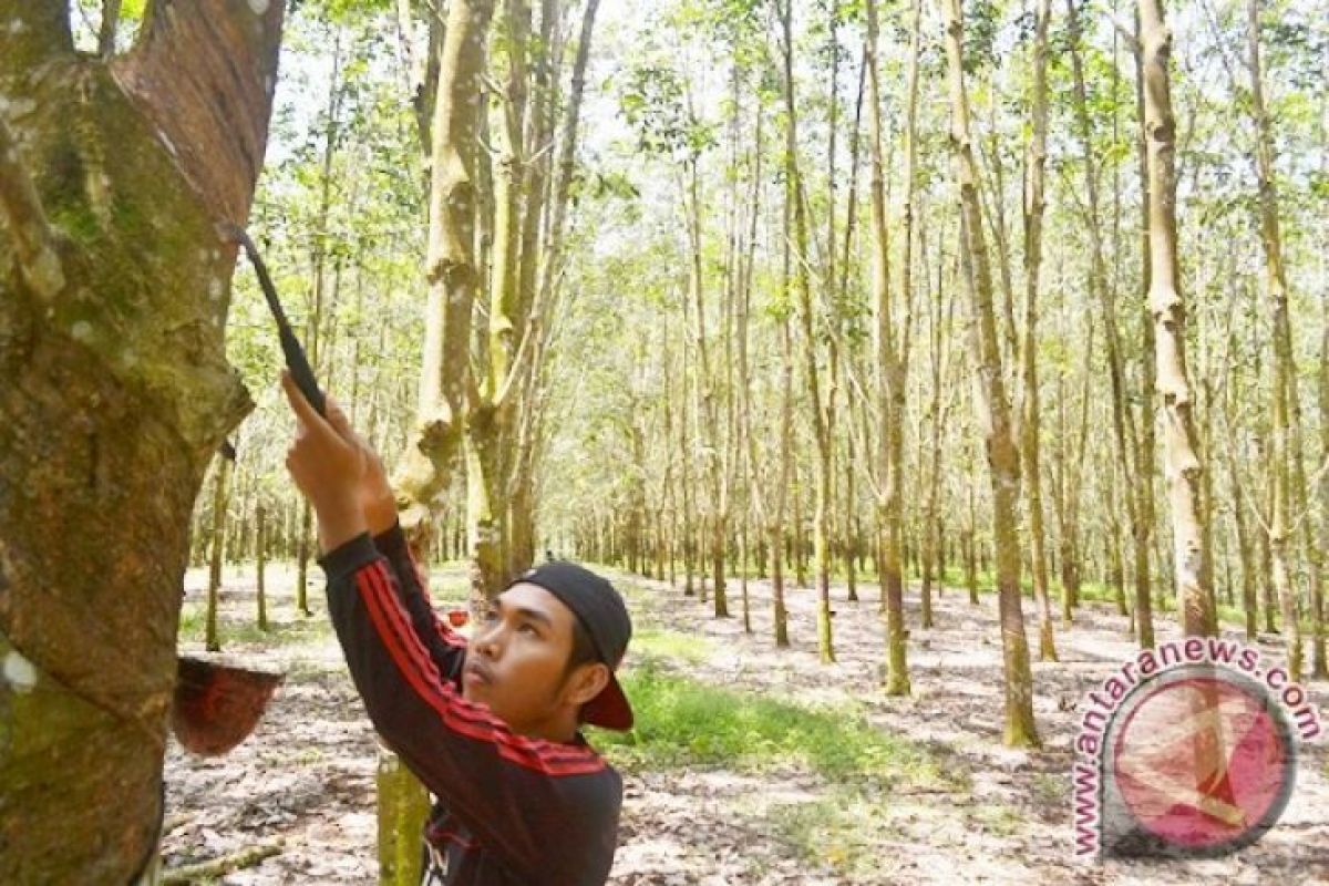 Petani Lebak Senang Harga Karet Kembali Naik