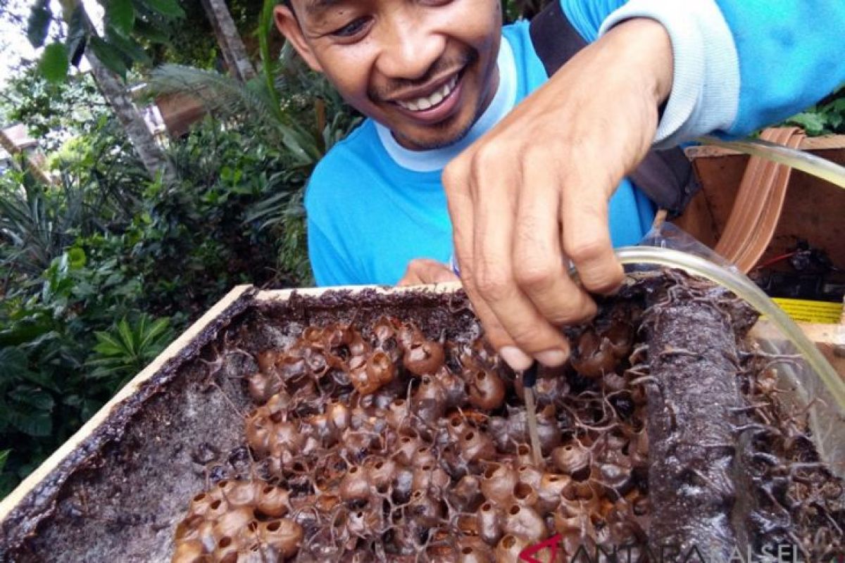 Warga Panggung cetak uang dari madu kelulut