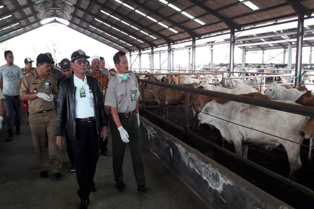 Lampung Dapat Bantuan 95 Sapi Dari Kementan