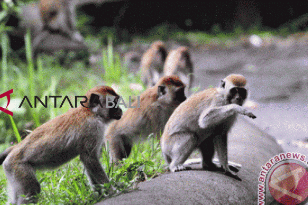 Monyet mengamuk di kantor pemerintahan India