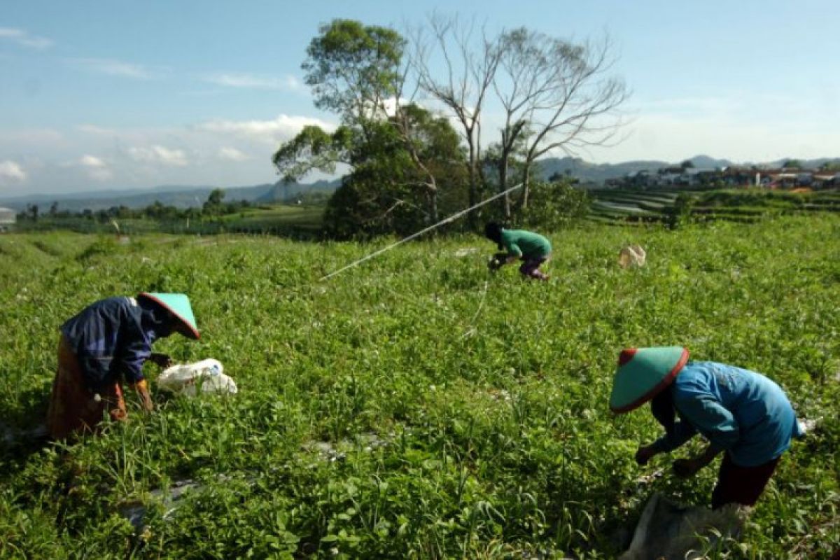 Petani Majene optimalkan lahan tidur