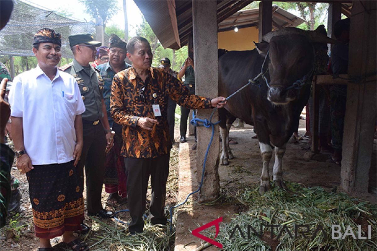 Bali panen 48.222 ekor Pedet, PLN peduli Curik