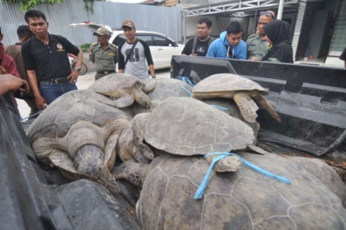 BKSDA lepas 10 ekor penyu di Teluk Tomini