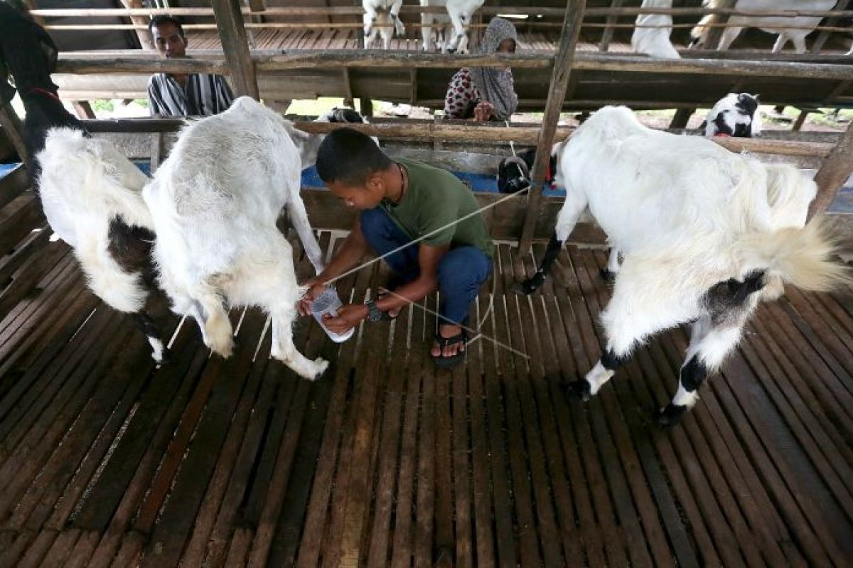 Dinas Ketahanan Pangan Tapanuli Selatan salurkan kambing etawa untuk poktan