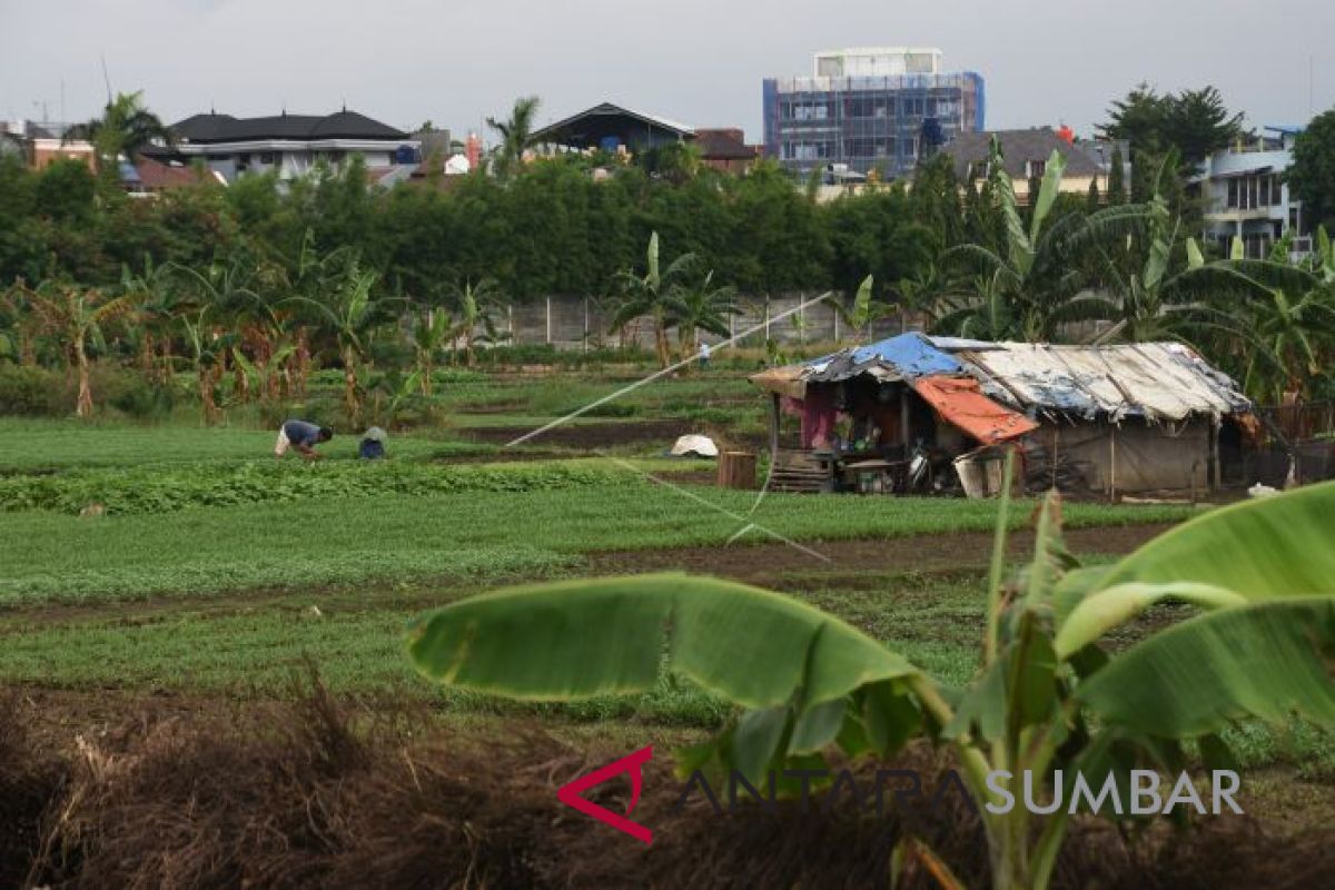 Lahan pertanian di Agam berkurang 0,5 hektare per hari