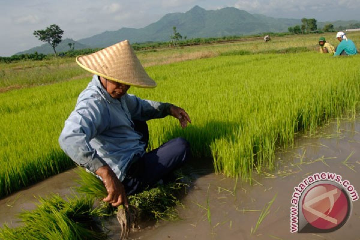 Tapsel  kembangkan budidaya padi metode Tabela