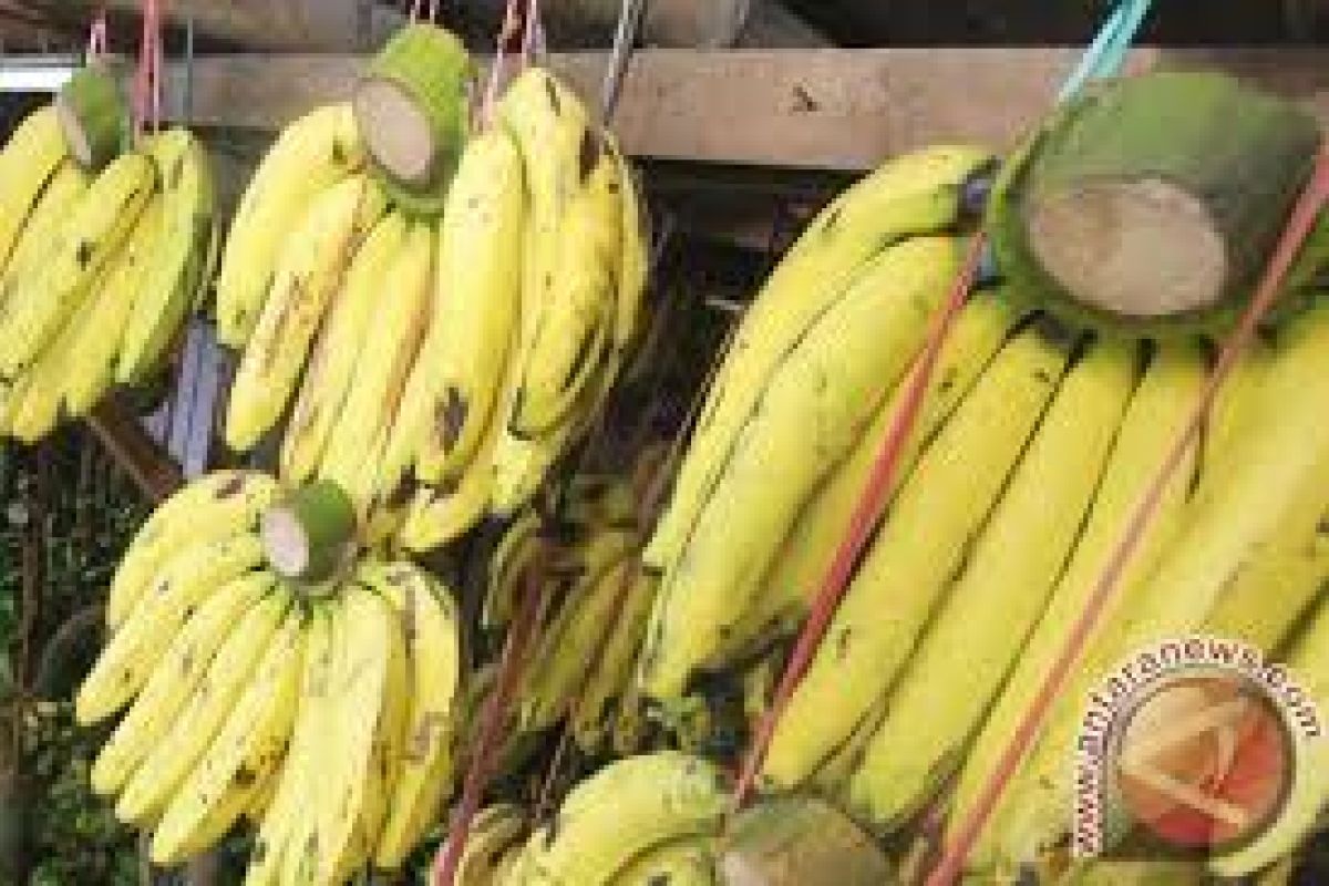 Pisang Menjadi Komoditas Pendapatan Petani Lebak