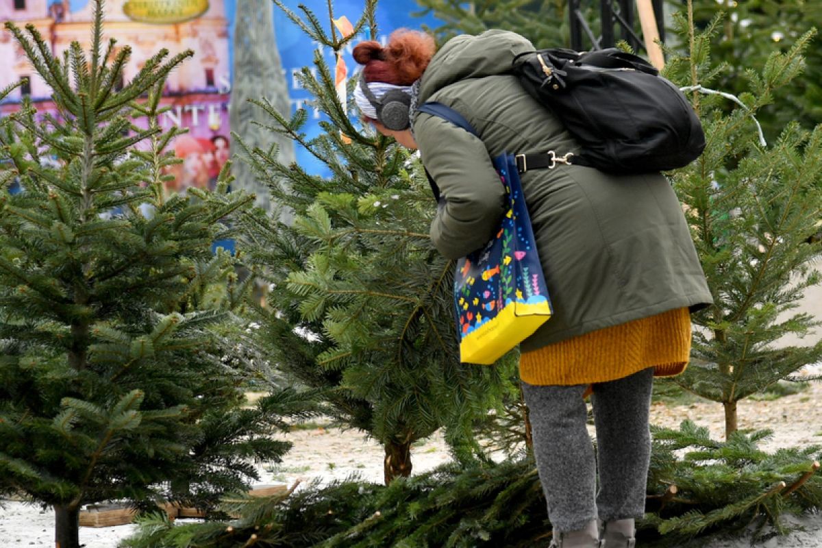 Pohon Natal "menyedihkan" jadi tren di Skandinavia