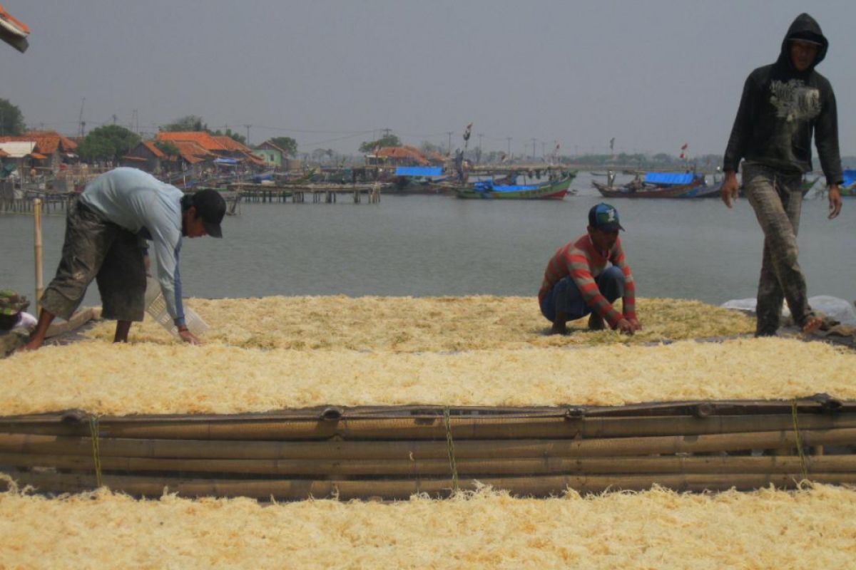 Produksi Rumput Laut di Serang mencapai 17 Ribu Ton