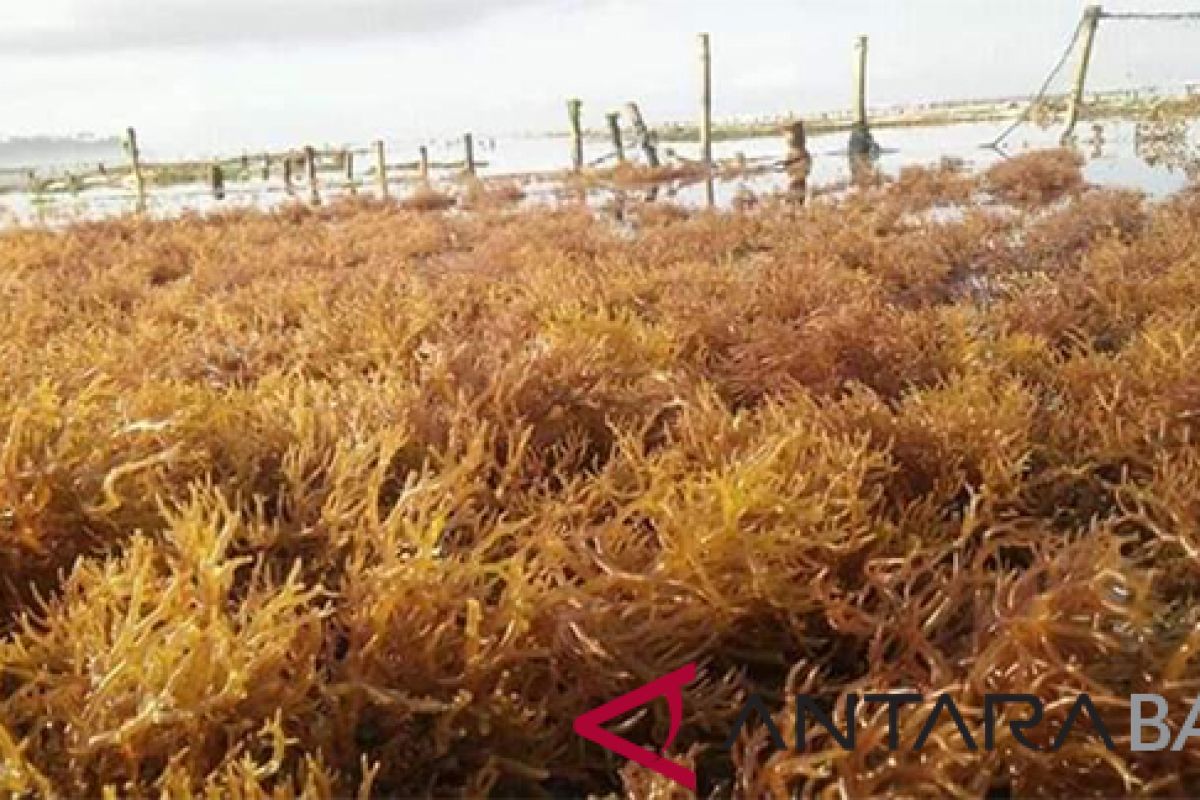 Bupati: rumput laut Nusa Penida masih potensial