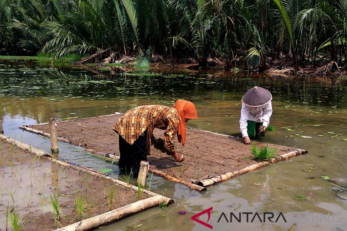 Menggapai harapan dari sawah apung