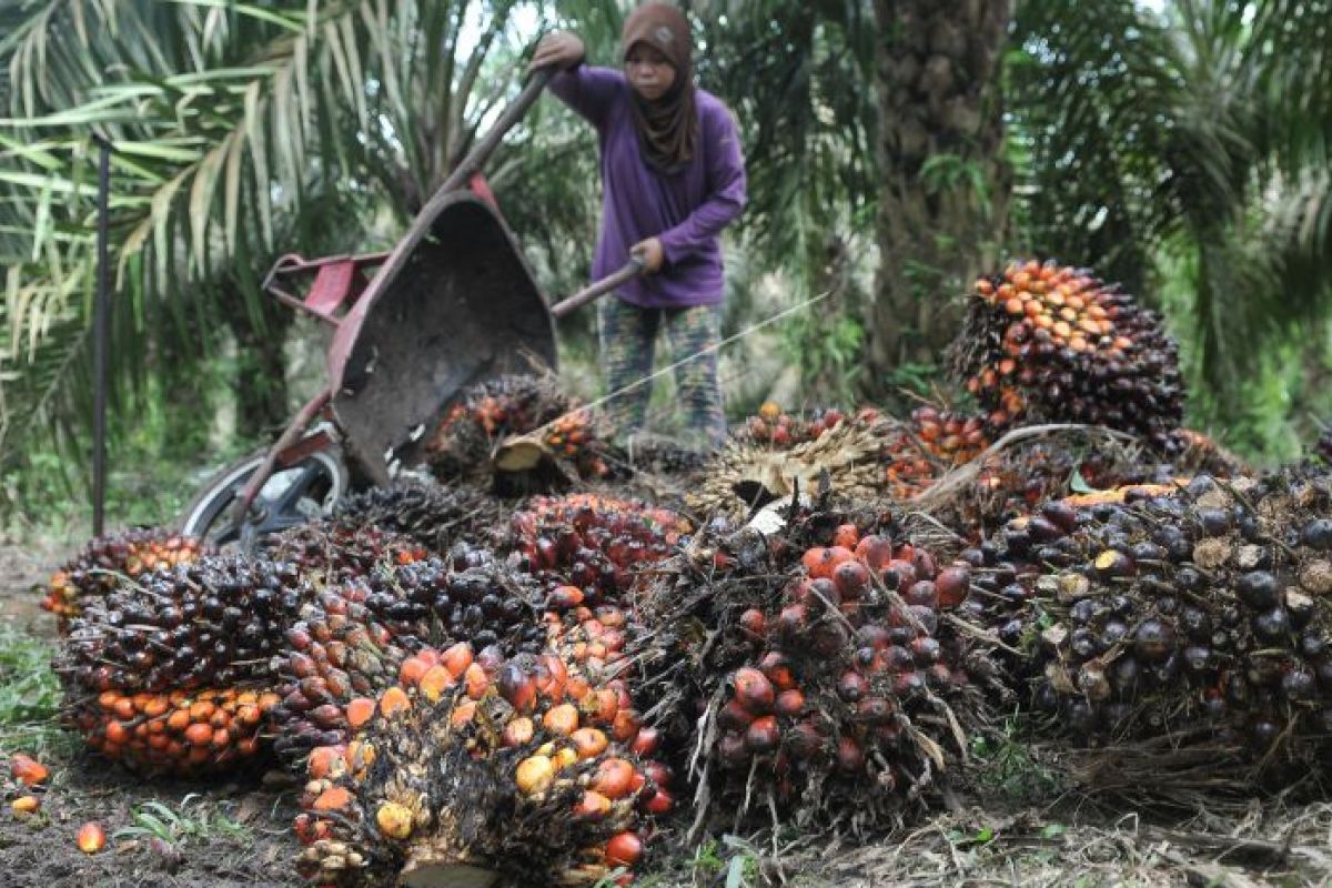 Harga CPO di Jambi bergerak naik