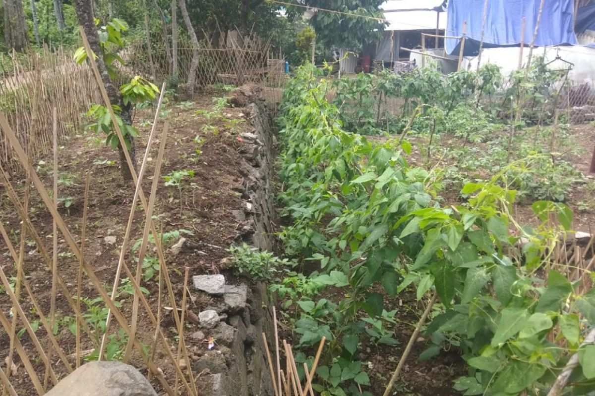 Warga Senaru mulai menanam sayur di pekarangan rumah
