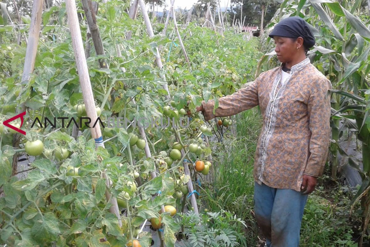 Harga tomat di Curup jatuh Rp1.000 per kilogram