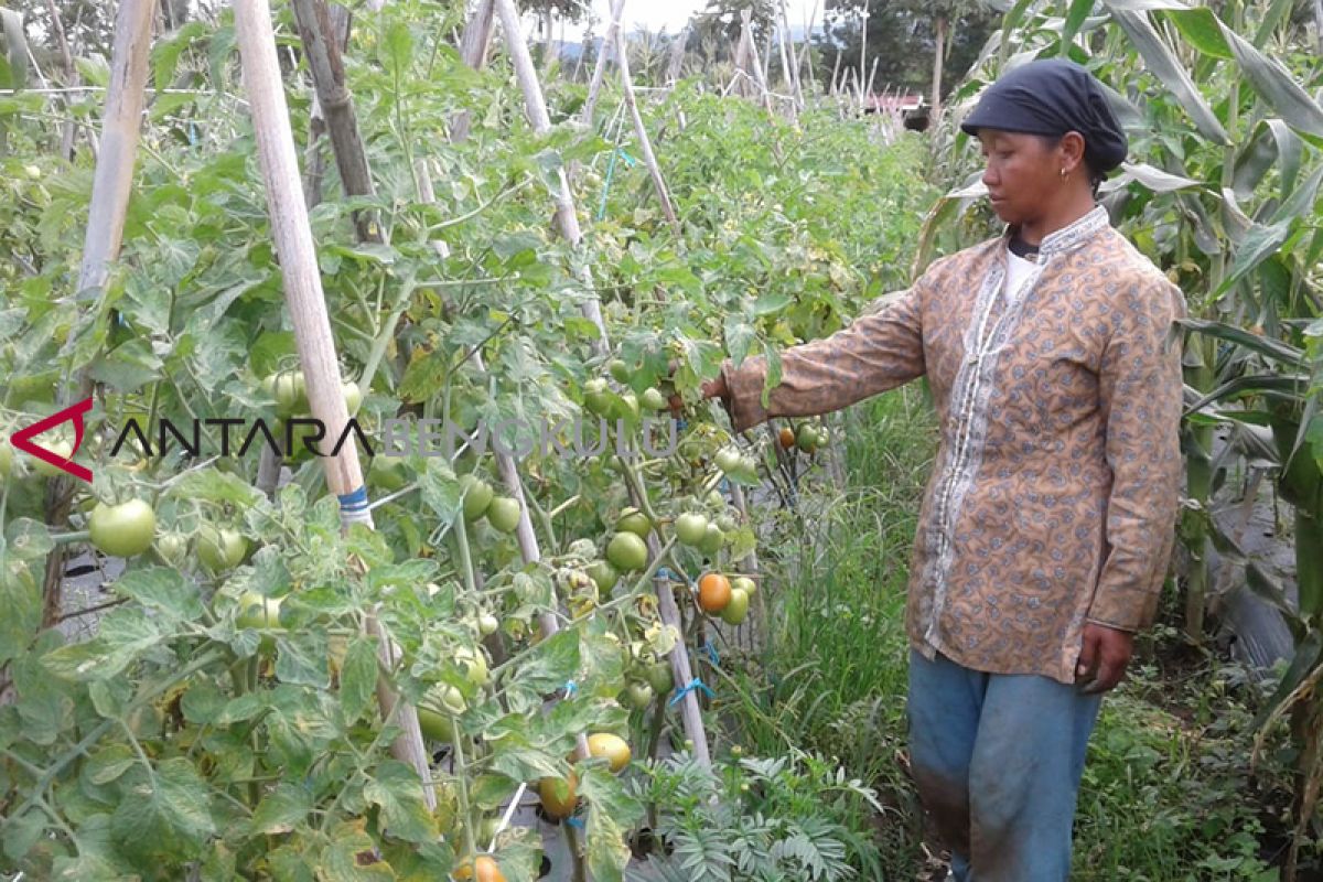 Harga sayuran di Rejang Lebong beranjak naik