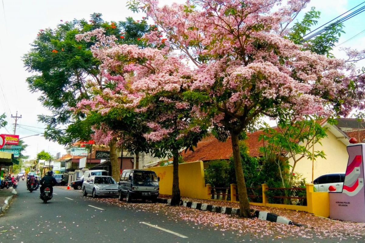 Pohon Tabebuya segera hiasi jalanan Palembang