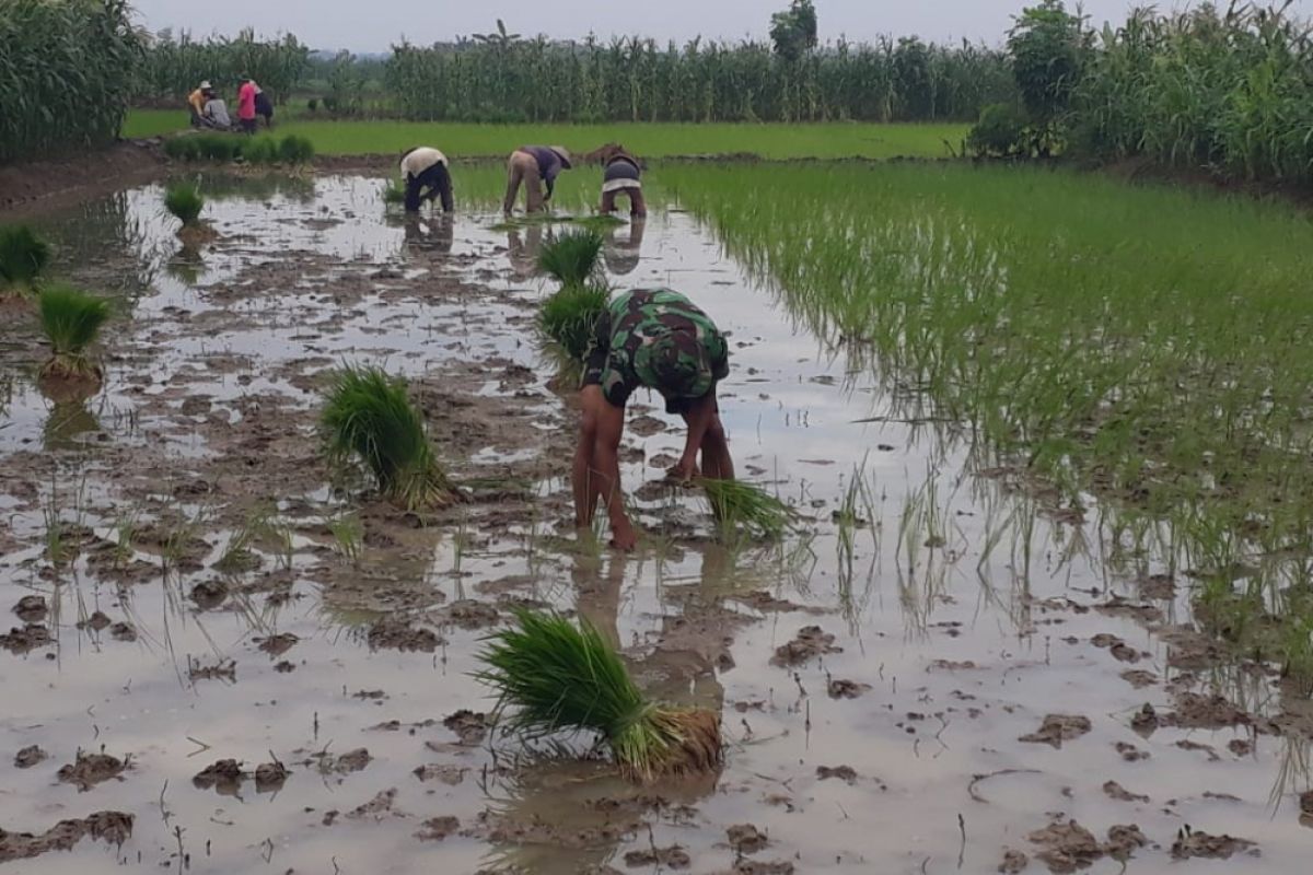 Musim tanam, anggota TNI bantu petani Demak tanam padi