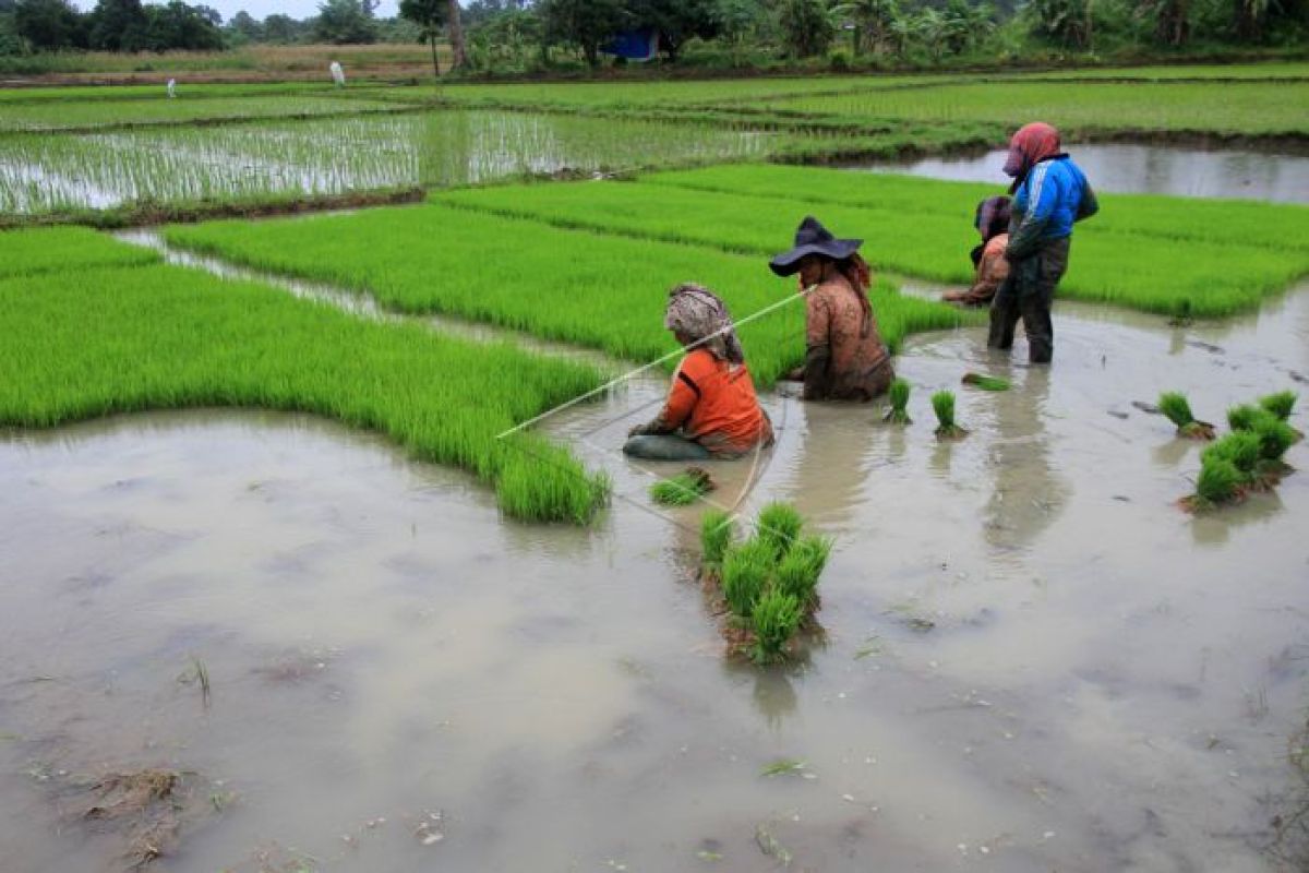 Sumbawa bakal miliki pabrik penggilingan padi modern