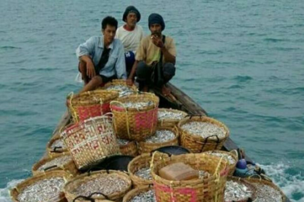 Di Lampung Timur, tangkapan teri melimpah