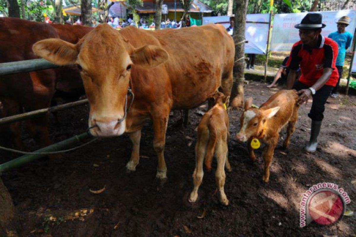 Dinas Peternakan Kalbar sosialisasikan keuntungan asuransi ternak sapi