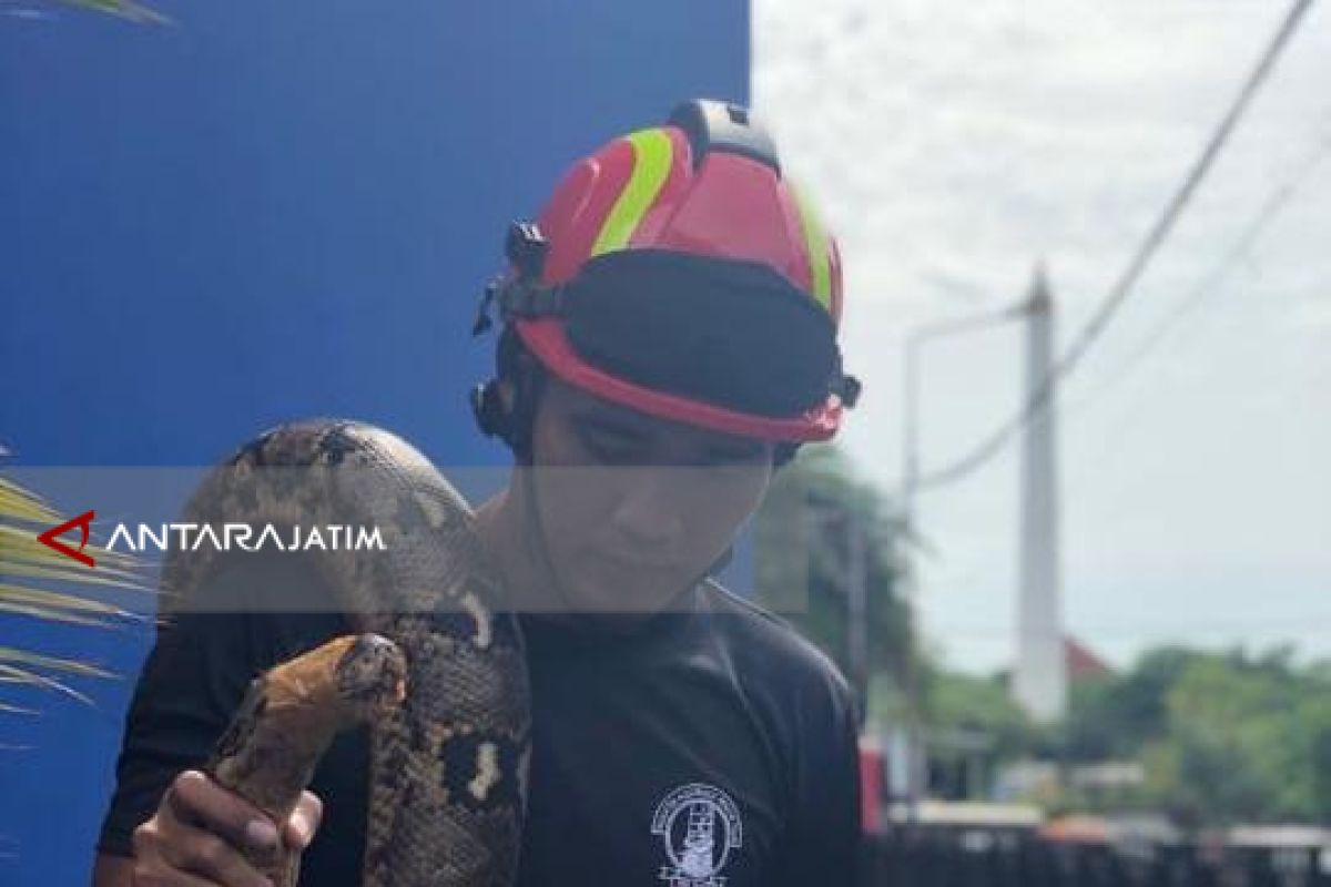 Warga Surabaya Digegerkan Penemuan Dua Ular Sanca di Tempat Berbeda