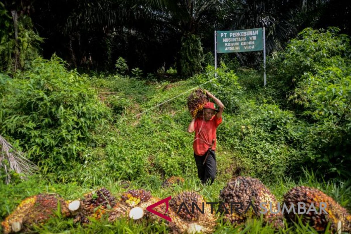 Harga sawit di Riau turun  Rp2 per kilogram