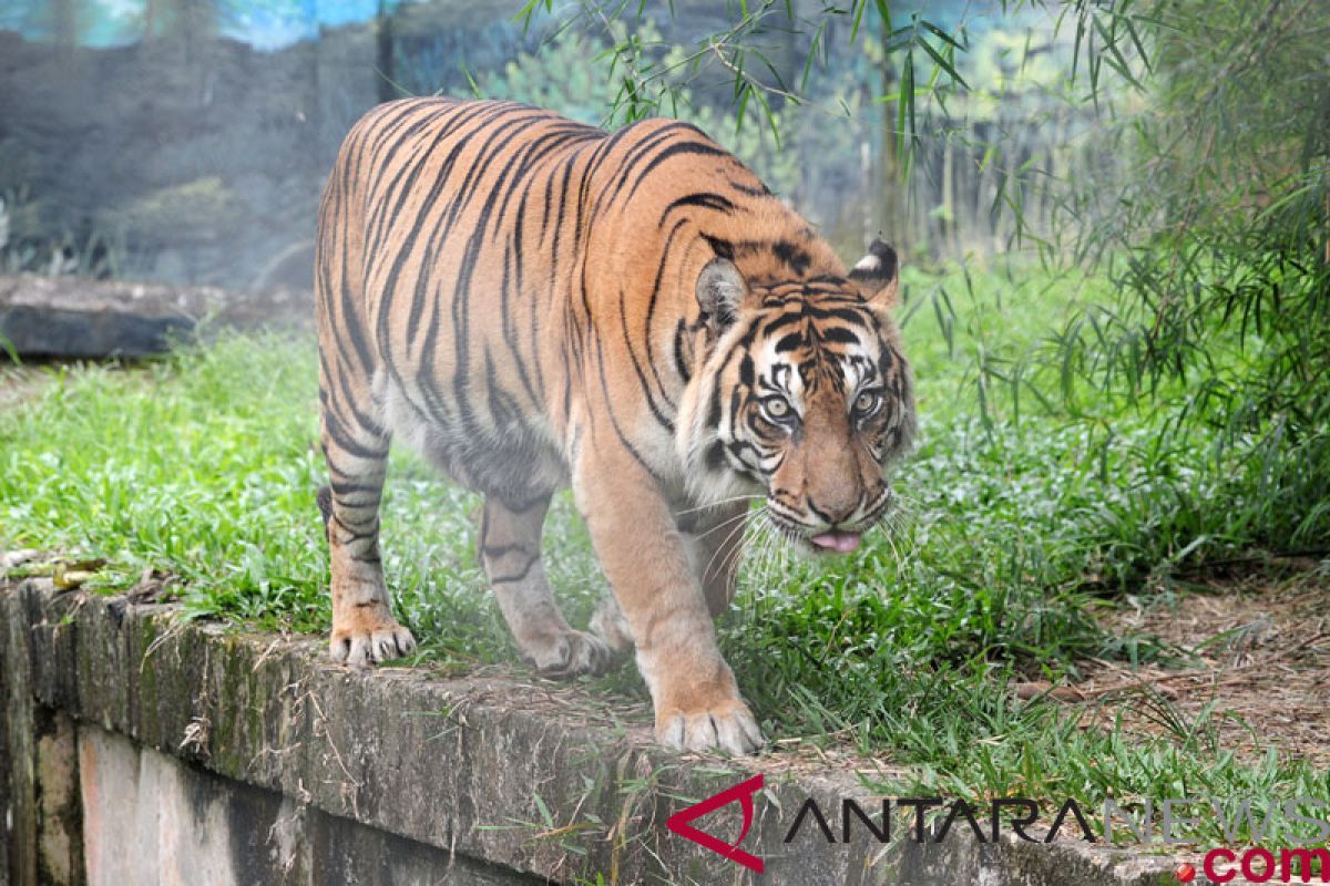 Harimau sumatera  terjerat akhirnya mati, setelah sempat dirawat 14 hari