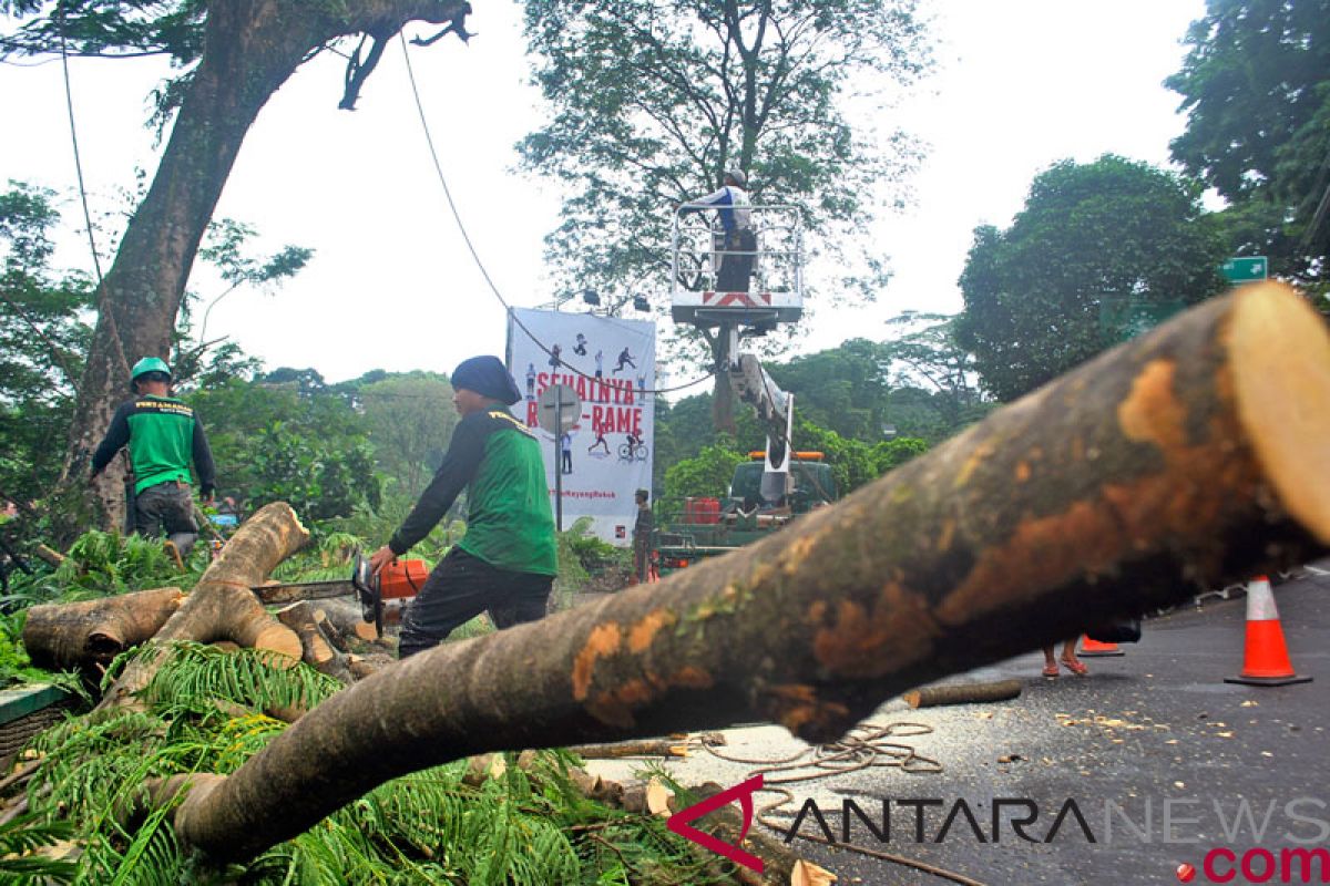 Antisipasi angin kencang, Bupati Banjarnegara ingatkan pemangkasan pohon berkala