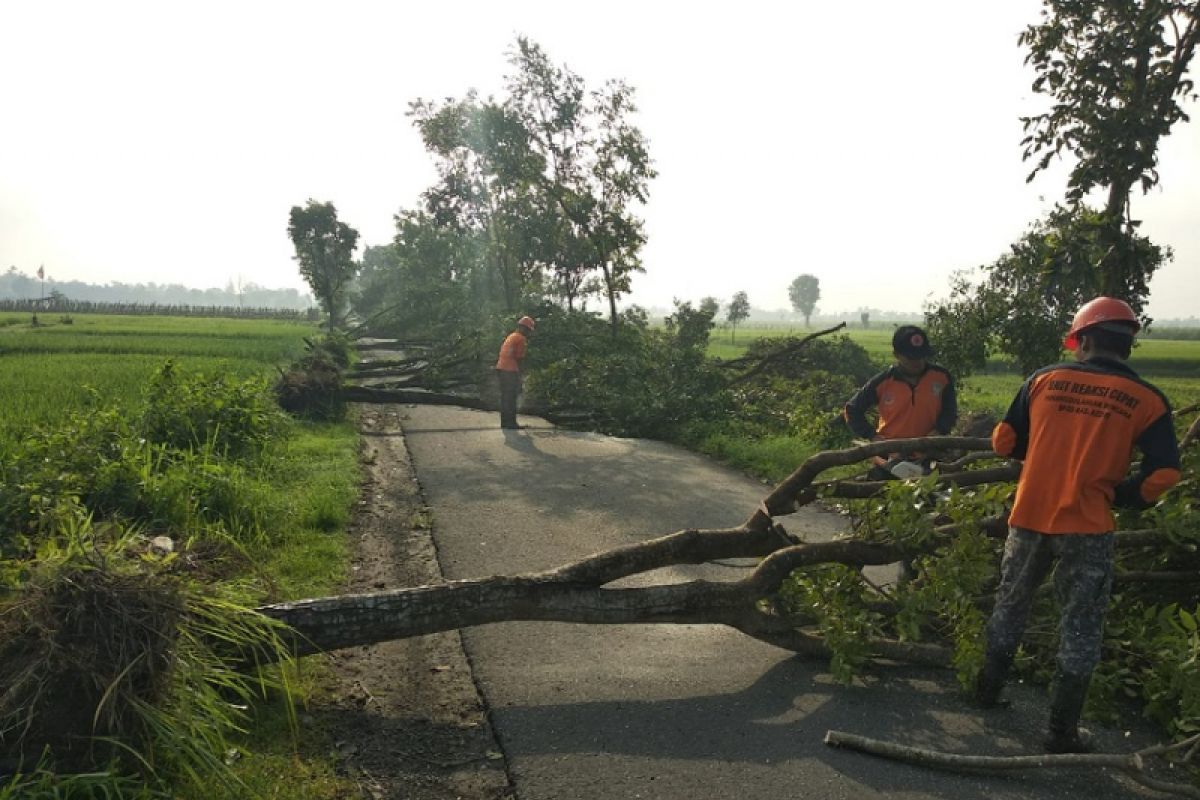 Hujan Deras dan Angin Kencang Picu Pohon Tumbang di Kabupaten Kediri