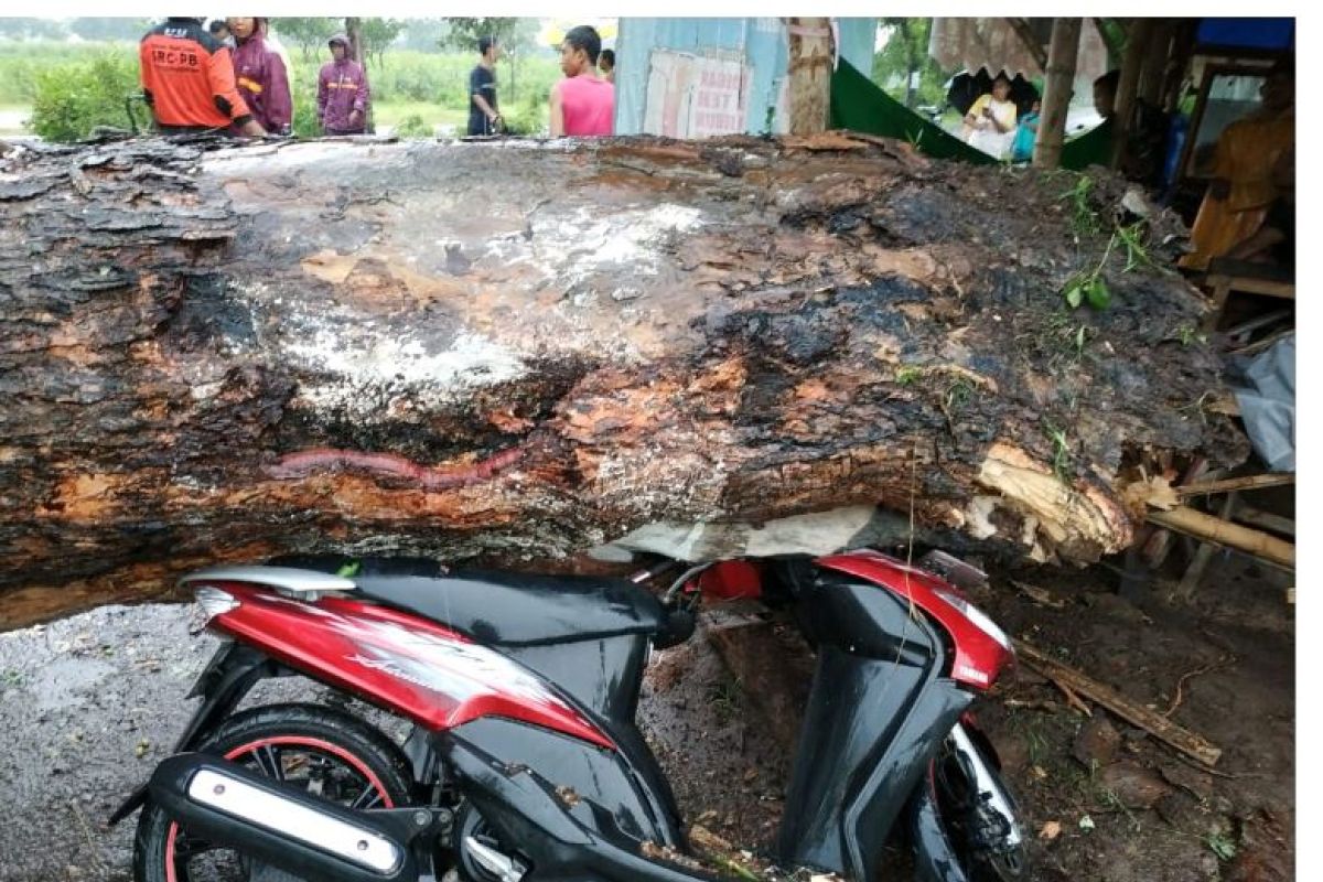 Pohon Tumbang Timpa Warung dan Motor di Magetan