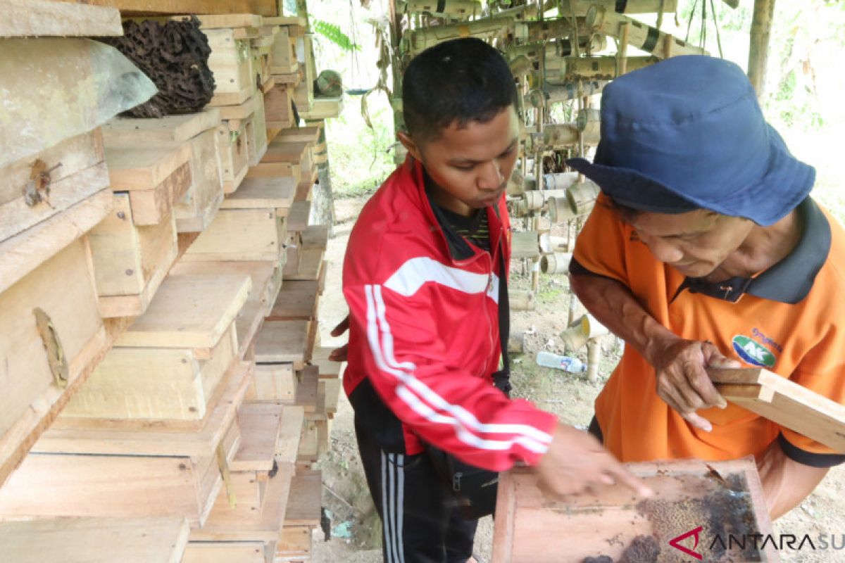 Inilah petani Padang Pariaman yang sukses budidayakan lebah kelulut (Video)